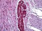 MAP3K7 / TAK1 Antibody (aa161-210)